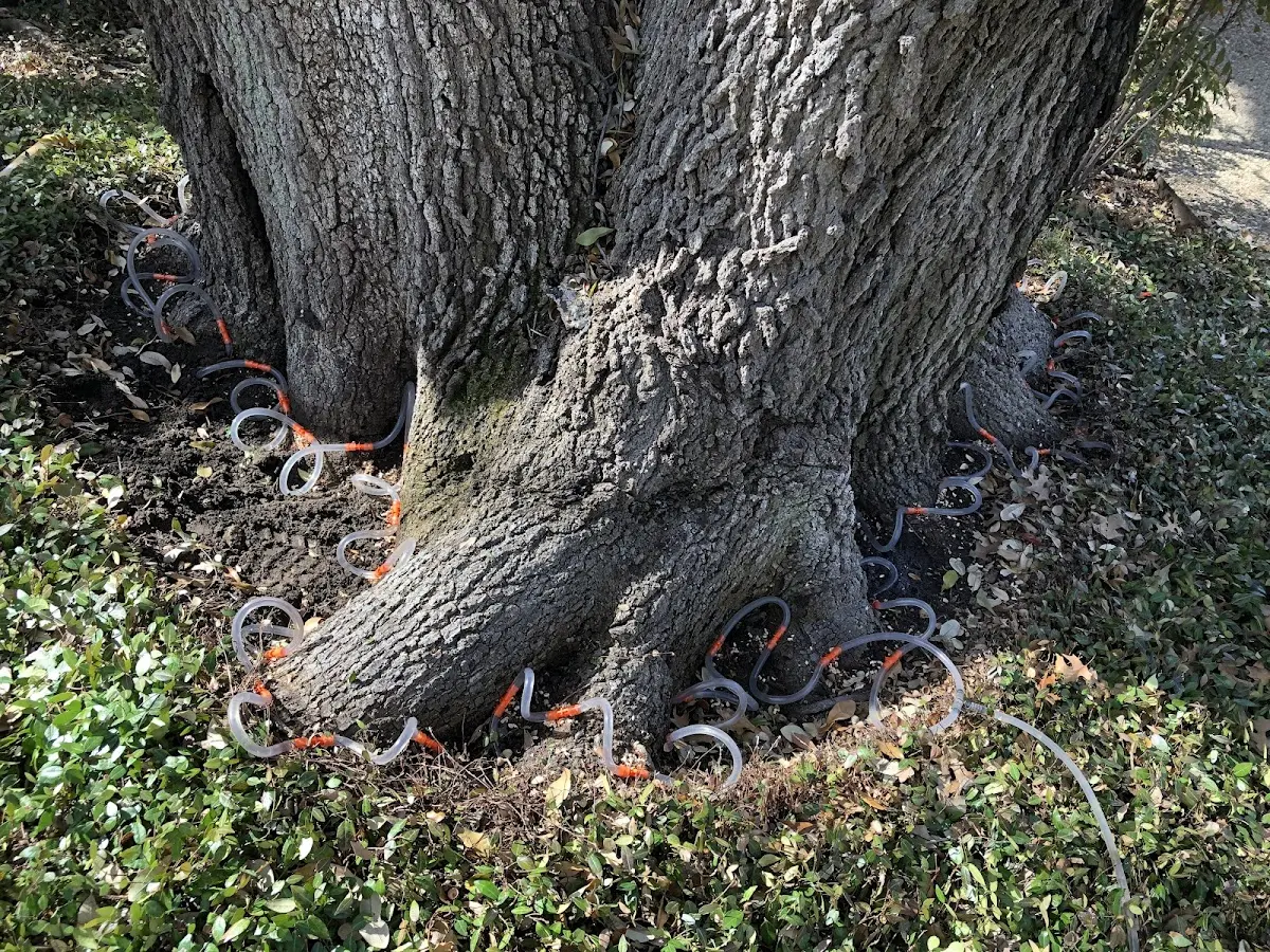 Detailed Tree Cabling and Bracing job site in Francesville