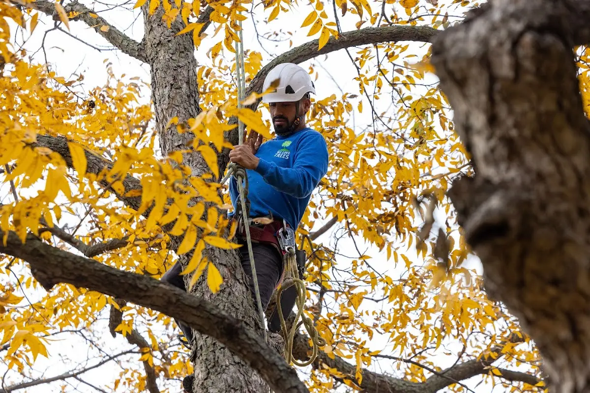 Skilled Storm Damage Cleanup crew working in Francesville